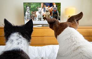 Psy lubią oglądać w telewizji… psy