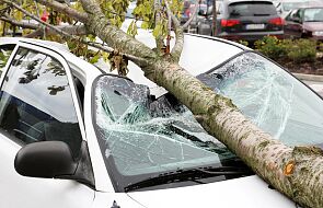 Żywiec: Silny wiatr powalił drzewo, które upadło na jadące samochody