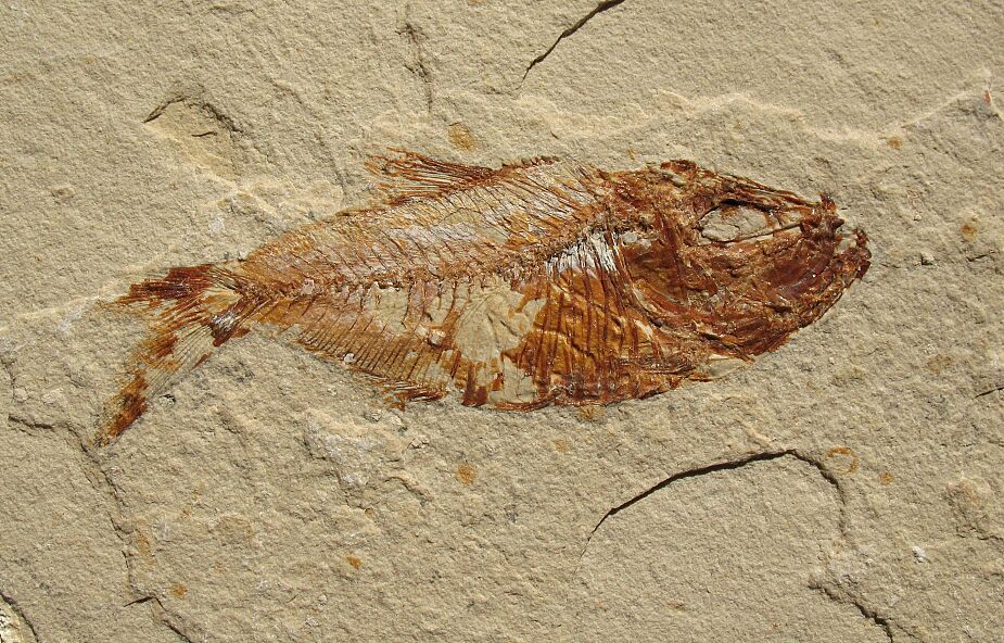 Polscy naukowcy odkryli w Górach Świętokrzyskich niezwykłą rybę sprzed 365 mln lat