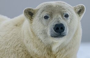 Naukowcy: Polarnym niedźwiedziom szkodzi długie lato. Gwałtownie chudną