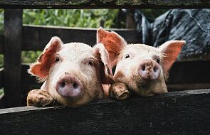 Przełom w hodowli świń. Stworzono takie, które mogą być dawcami organów dla ludzi