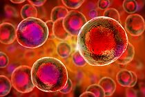 Komórki macierzyste z laboratoryjnych hodowli mogą sprzyjać nowotworom