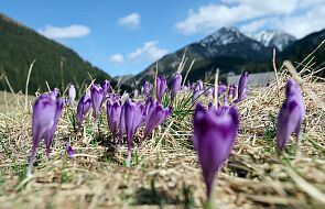 Sezon krokusowy w Tatrach szybciej niż zwykle. Przypominamy zasady obserwacji tych kwiatów