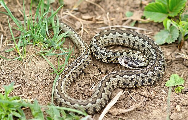 Chorwacja/ Media: plaga niebezpiecznych i wyjątkowo dużych węży
